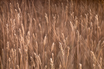 Fototapeta premium Closeup barley growing on field focused on tips of ears with dark bristles by tilt of sharpness plane creating in whole view structure background seamless wallpaper