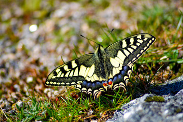 butterfly on a flower