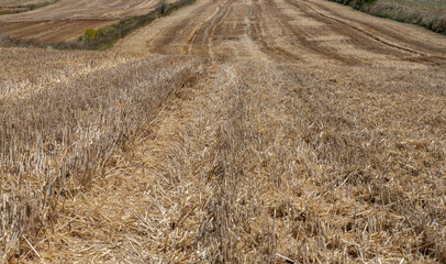 Golden stubble after harvest on a sunny day, low framing, background for graphic desighners