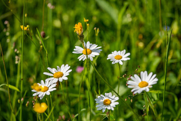 Fototapeta premium field of daisies