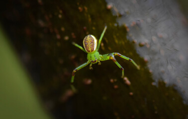 spider on a green leaf