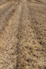 Golden stubble after harvest on a sunny day, low framing, background for graphic desighners