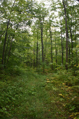 house, old, wood, wooden, nature, hut, architecture, building, forest, rural, home, country, tree, bungalow, landscape, grass, garden, roof, sky, water, tree, country, summer, village, cabins, maison,