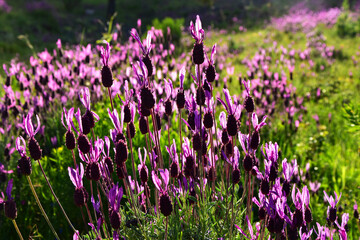 Fototapeta premium field of lavender