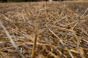 Golden stubble after harvest on a sunny day, low framing, background for graphic desighners