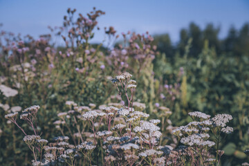 Colorful flowers in the meadow, wildflowers in low framing, backgrounds, tools for graphics designers
