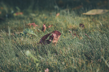 Colorful leaves lying in the meadow, low framing backgrounds, tools for graphics designers