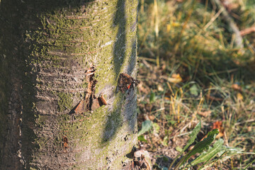 A colorful butterfly sitting on a branch among the leaves of a tree on a beautiful sunny day, rural landscape of Polish countryside, Poland