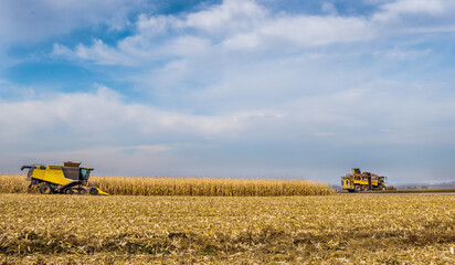 Obraz premium panoramic of a corn field where harvesters are working, beautiful sky