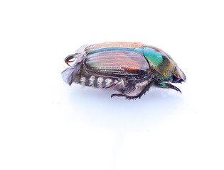 japanese beetle isolated on white background