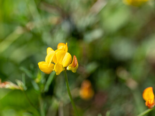 invasive bird's foot tick trefoil