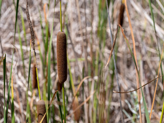 cattail reeds in the wind
