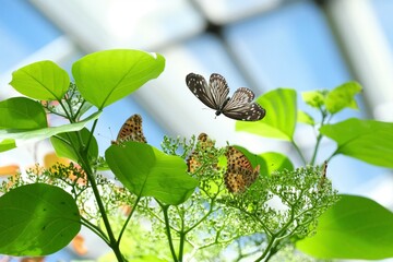 ツマグロヒョウモンとツマムラサキマダラ