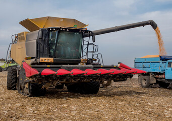 Fototapeta premium Pouring corn grain from combine, harvester work in a corn field during harvest