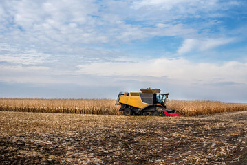 Fototapeta premium a combine harvester in a corn field works during harvest, harvesting corn, wide angle view with sky