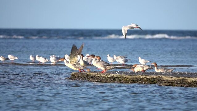 Red Breasted Merganser ducks standing on shallow reef at sea, sweden
Slow motion shot from Sweden, 2022
