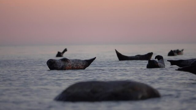 Harbour Seals on rocks in the sea, Sweden
Beautiful shot from Sweden, 2022
