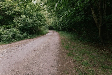 road in green forest