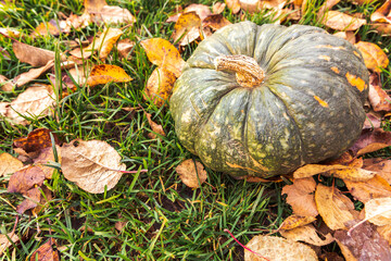 Autumnal Background. Autumn fall pumpkin on dried fall leaves garden background outdoor. October september wallpaper Change of seasons ripe organic food concept Halloween party Thanksgiving day