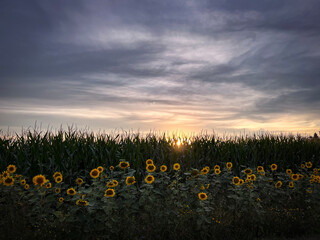 Cornfield with sunflowers, bee, friendly, ecological farming