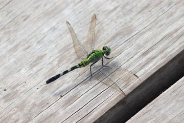 Common green garner dragonfly resting on he wooden dock by the swamp. I love how bit this guy is and how much detail you can see on his four wings. His eyes are so big and almost looks prehistoric. - obrazy, fototapety, plakaty
