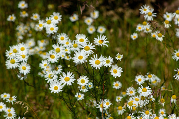 field of daisies