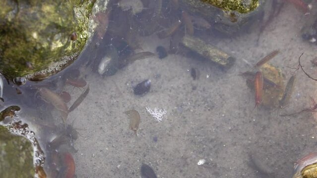 Small shrimp swimming in sea water, sweden
Slow motion shot from Sweden, 2022
