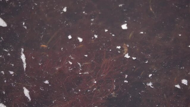 Sea water with red seaweed, Sweden
Slow motion shot from Sweden, 2022
