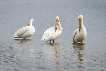 a trio of preening pelicans standing in the water near the lake shore