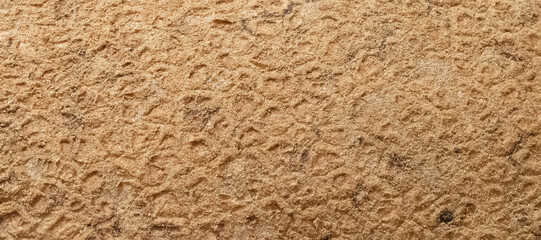 Closeup photograph of potato skin texture