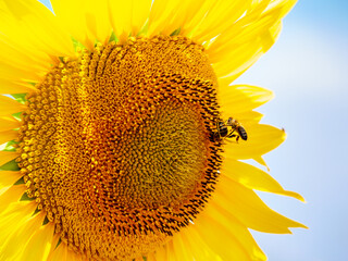 Blooming sunflower with honey bee