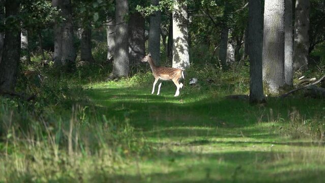 Deer in the forest, sweden
Slow motion shot from Sweden, 2022
