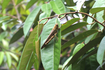 Grasshopper on a green leaf, September 2022.