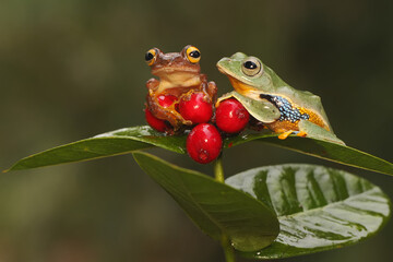 Two tree frogs are hunting for prey on the branches of wild plants that are bearing fruit. This amphibian has the scientific name Rhacophorus reinwardtii.