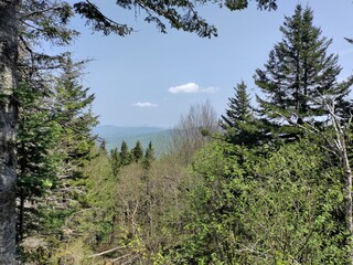 pine trees in the forest
