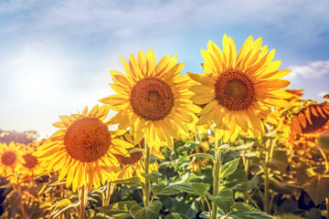 Sunflower field at sunset