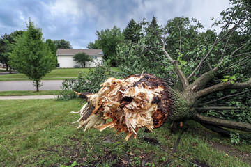 Tree fallen down during a thunderstorm