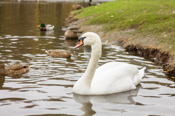 the swan swims on the lake. water birds. birds of the Kaliningrad region.