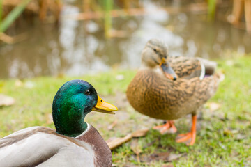 ducks stand on the shore of the lake. fauna of the Kaliningrad region. beautiful waterfowl.