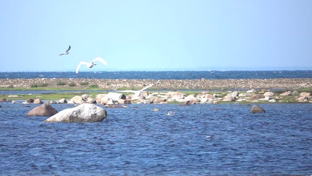Many birds and swans flying over sea pools, Sweden
Slow motion shot from Sweden, 2022
