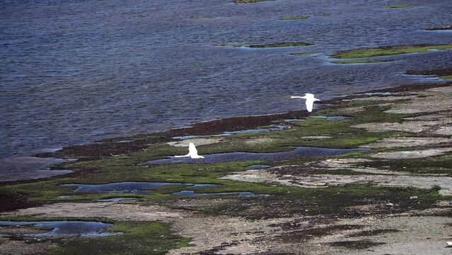 Swans flying over grassy landscape from above, Sweden
Slow motion shot from Sweden, 2022

