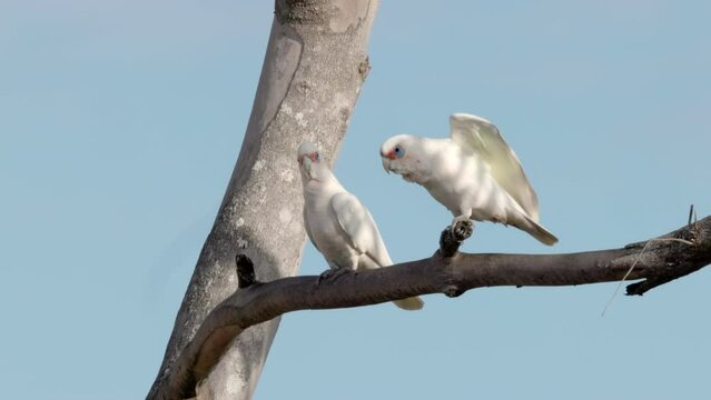 a pair of little corellas perching on a tree branch at port macquarie of nsw, australia