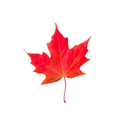 Red maple leaf isolated cutout - obrazy, fototapety, plakaty
