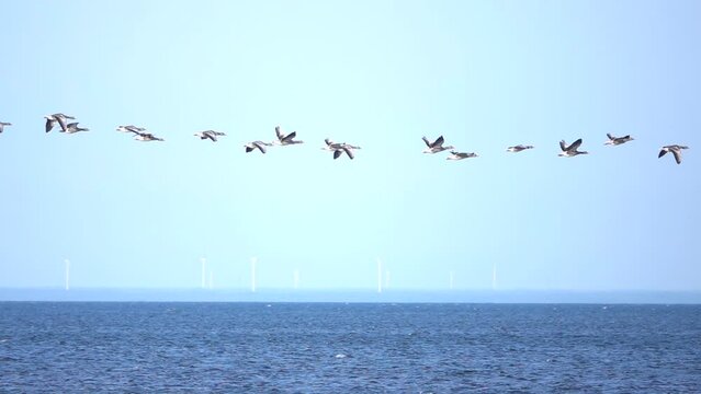 Greylag goose Flock flying in the sky, Sweden
Slow motion shot from Sweden, 2022
