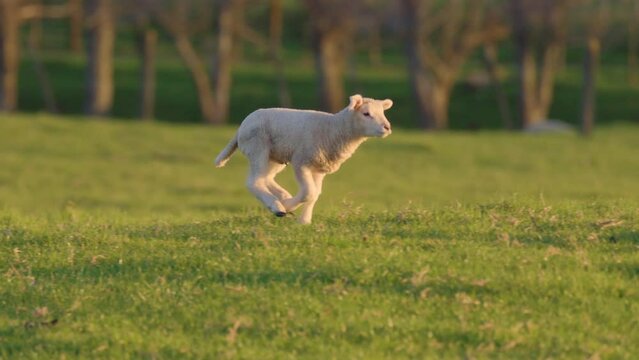 A cute baby lamb  