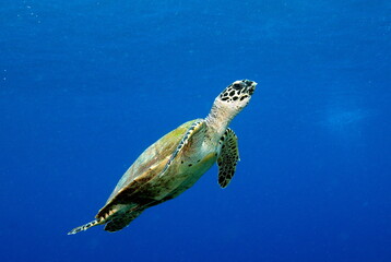 sea turtle swimming
