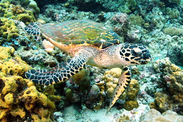 turtle and reef