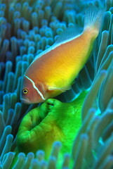 Clown Fish and anemones