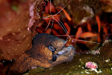 Moray and Shrimp