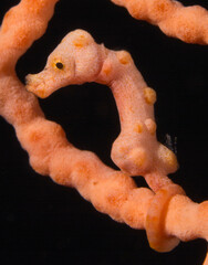 piggmy sea horse 